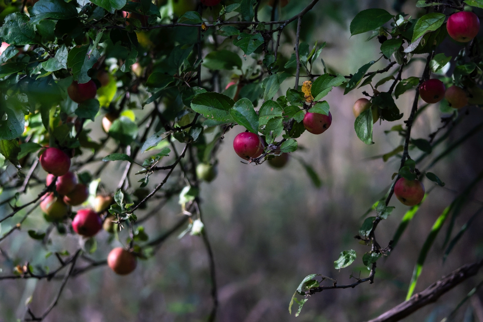Natur an der Gerdau