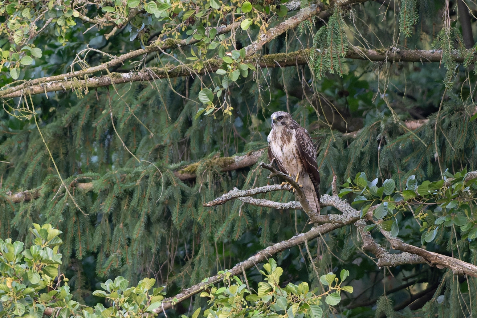 Mäusebussard an der Gerdau