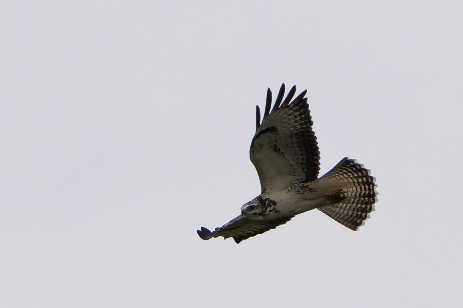 Mäusebussard im Flug