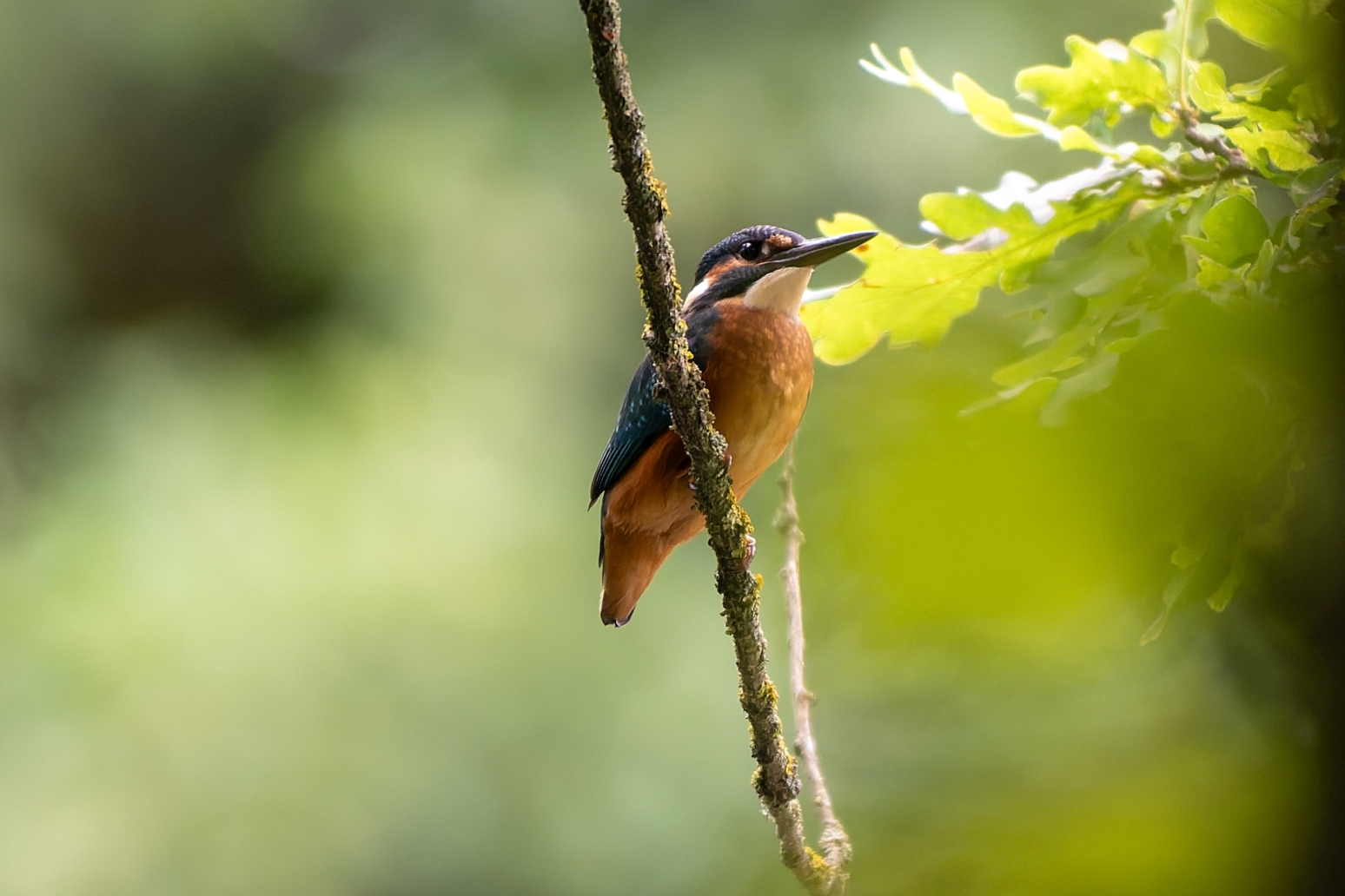 Eisvogel an der Gerdau