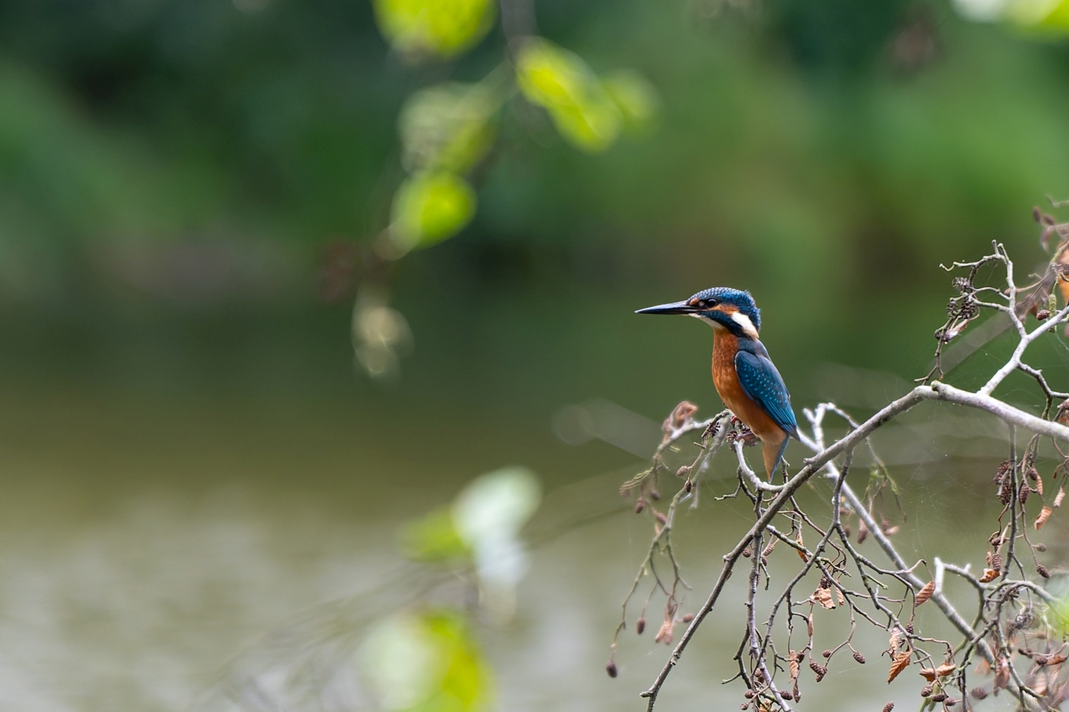 Eisvogel im Gerdautal